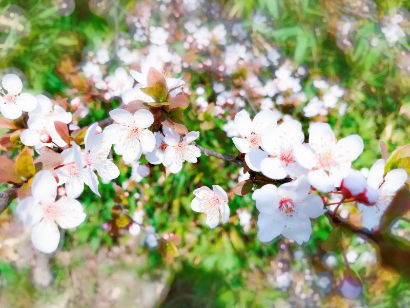 点击大图看下一张：春季盛开的桃花图片