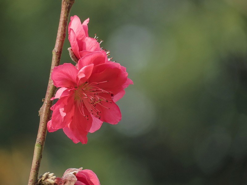 点击大图看下一张：艳丽的桃花图片