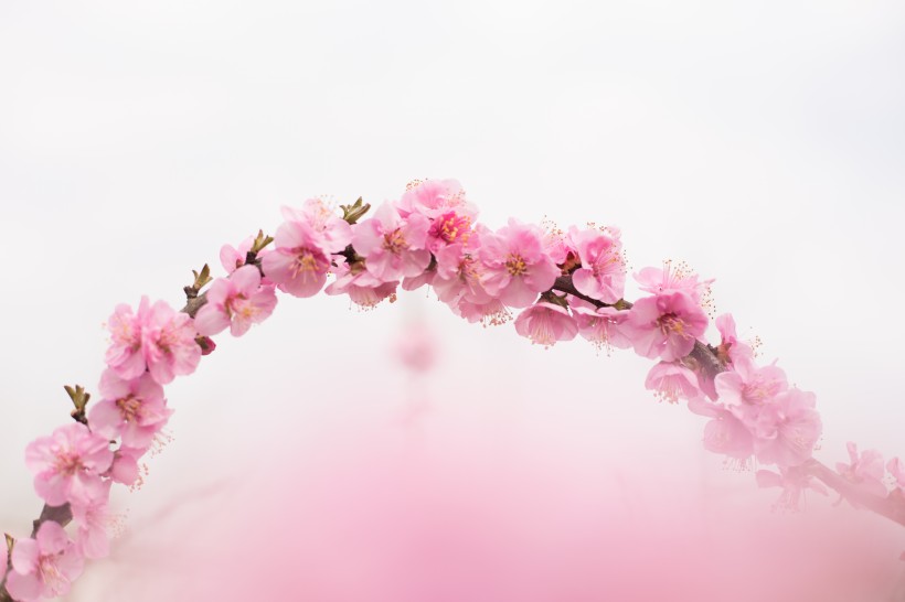 点击大图看下一张：春风里盛开的桃花图片