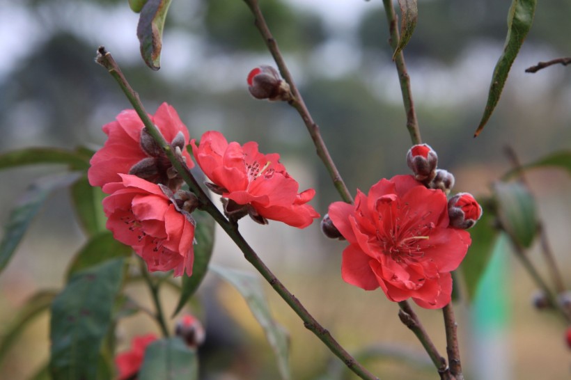 点击大图看下一张：红色桃花图片