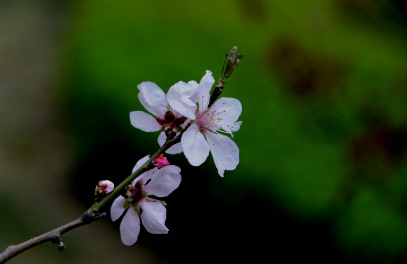 点击大图看下一张：桃花图片