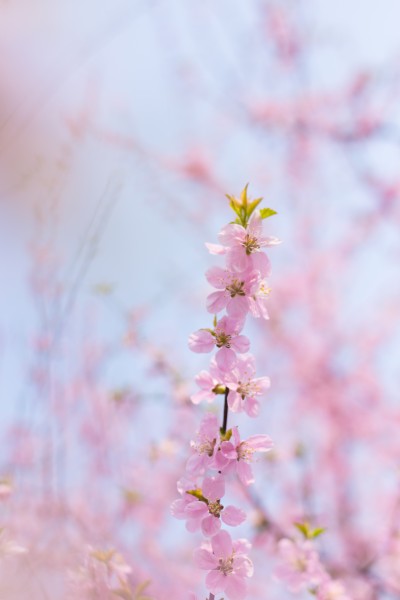 点击大图看下一张：淡雅粉色桃花图片