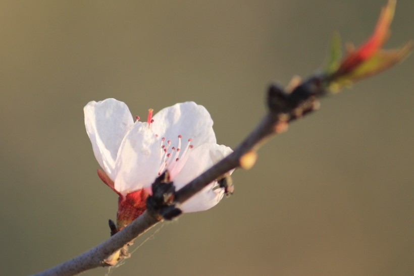 点击大图看下一张：灿烂的桃花图片