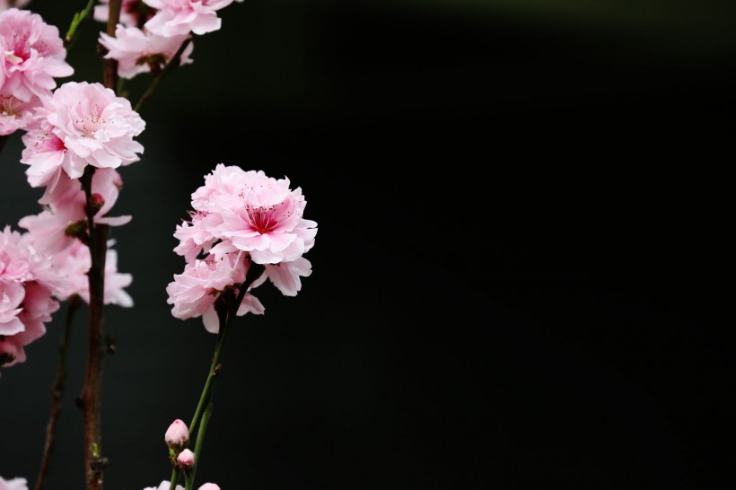 点击大图看下一张：初春桃花图片