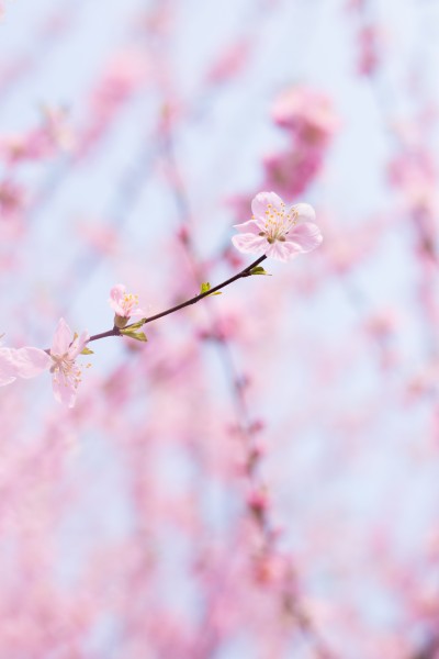 点击大图看下一张：淡雅粉色桃花图片