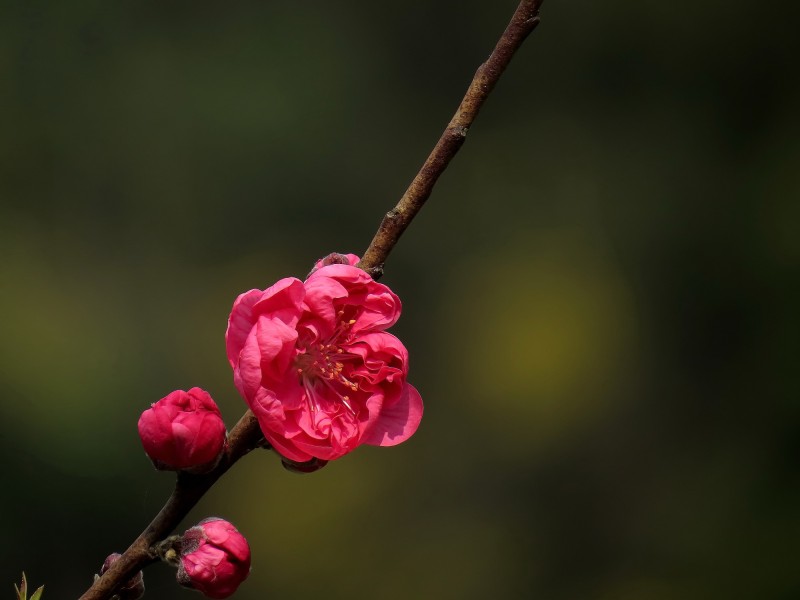 点击大图看下一张：娇艳的桃花图片