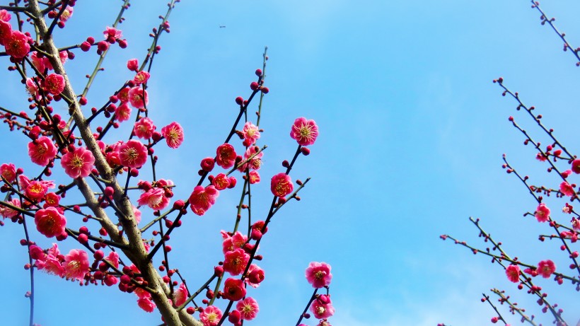 点击大图看下一张：春季唯美桃花图片