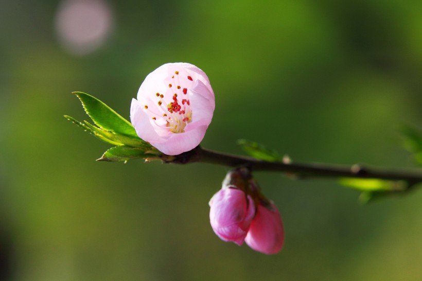 点击大图看下一张：桃花图片