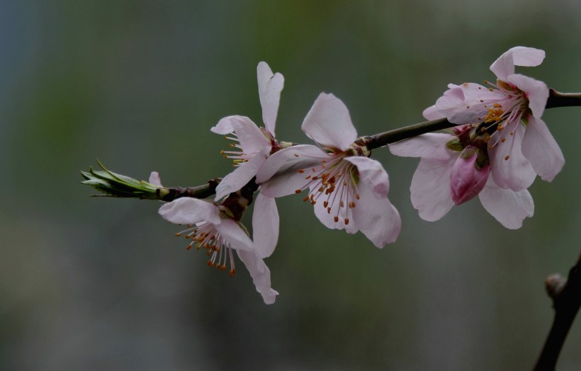 点击大图看下一张：桃花图片