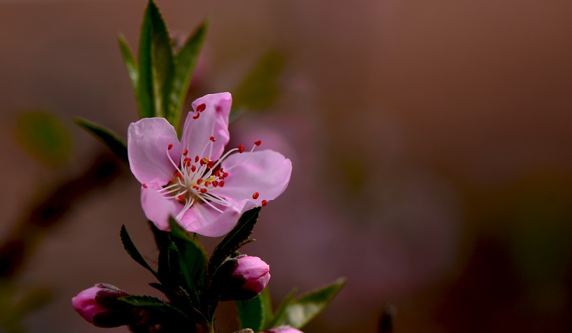 点击大图看下一张：粉红色桃花图片