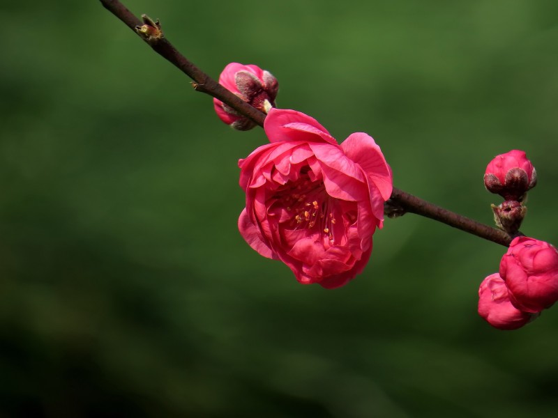 点击大图看下一张：娇艳的桃花图片