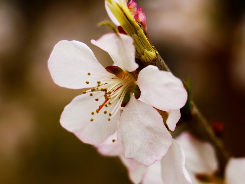 点击大图看下一张：春日桃花图片
