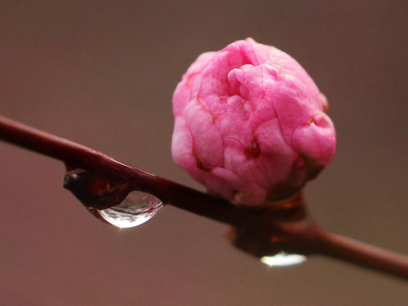 点击大图看下一张：桃花上的水珠图片