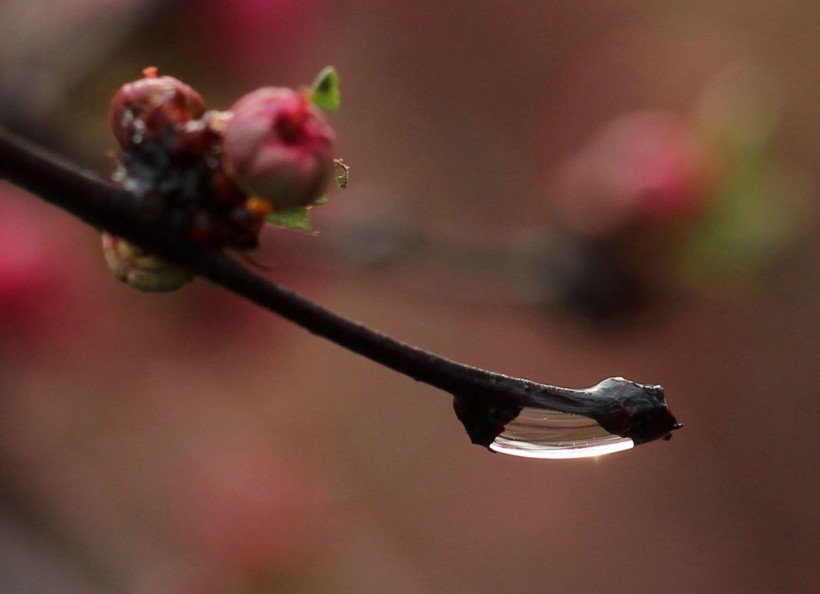 点击大图看下一张：桃花上的水珠图片