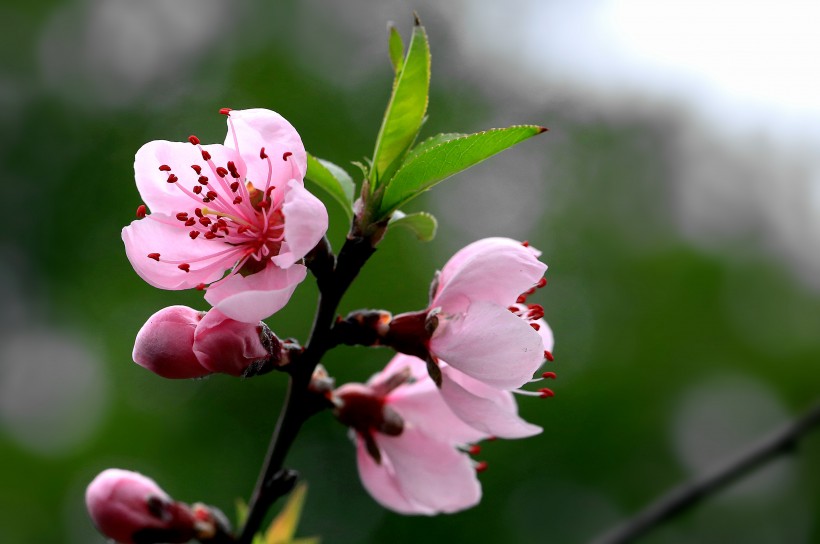 点击大图看下一张：桃花图片