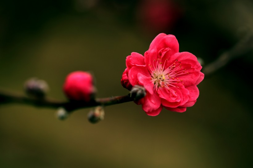 点击大图看下一张：艳丽的桃花图片