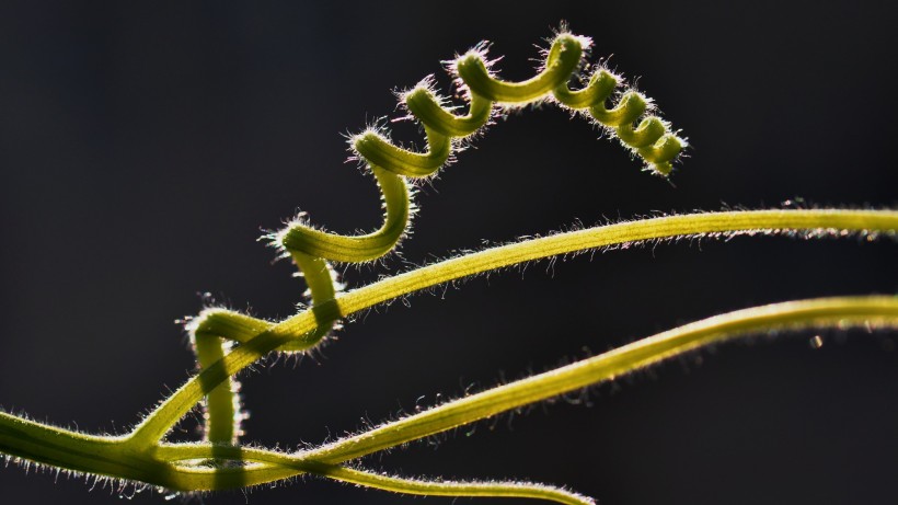 点击大图看下一张：植物藤蔓图片