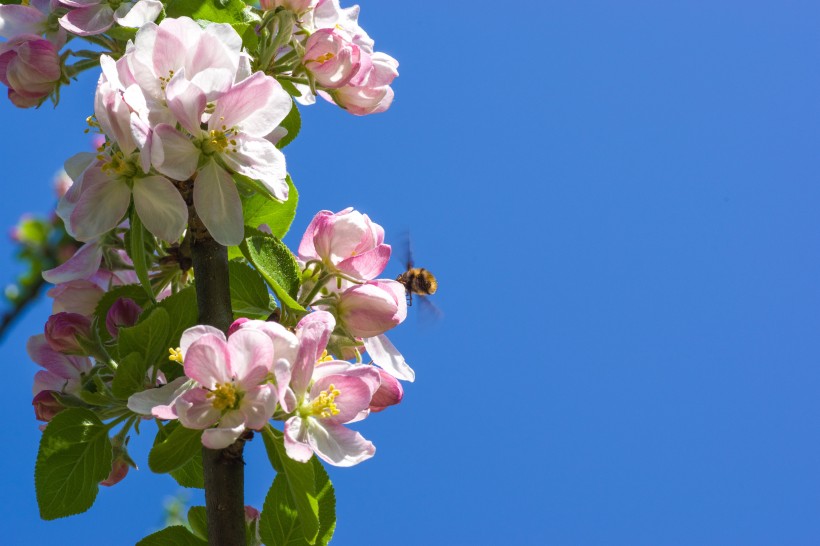 点击大图看下一张：盛开的苹果花图片
