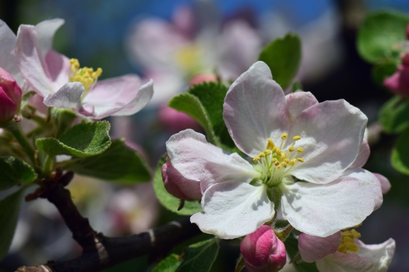 点击大图看下一张：盛开的苹果花图片