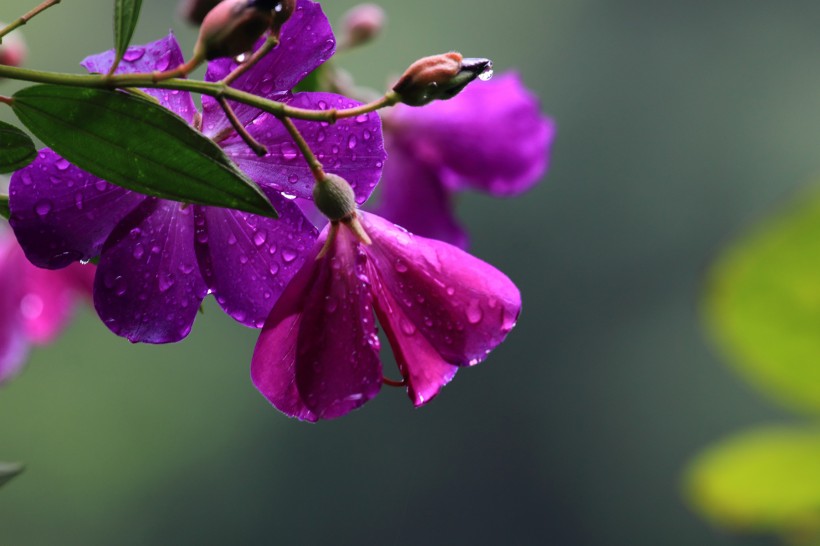 点击大图看下一张：紫花野牡丹图片