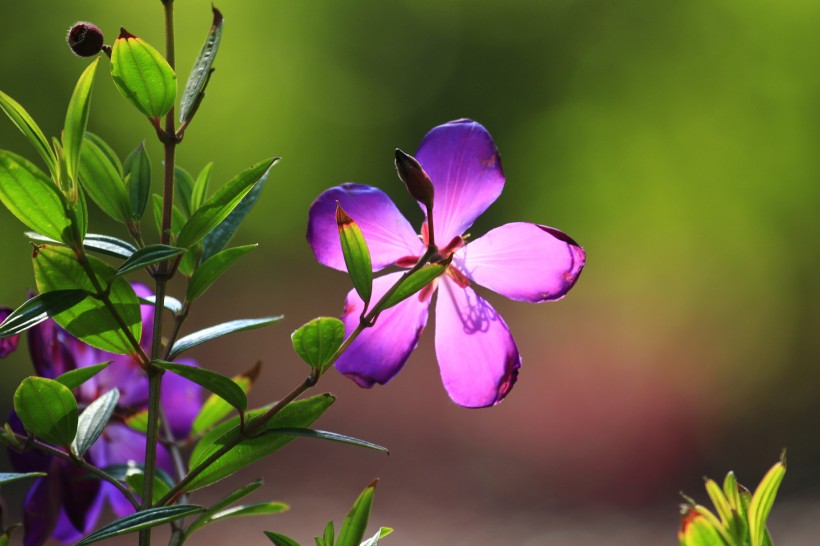 点击大图看下一张：紫花野牡丹图片