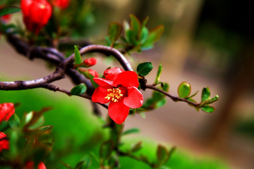 点击大图看下一张：鲜艳美丽的贴梗海棠花卉图片
