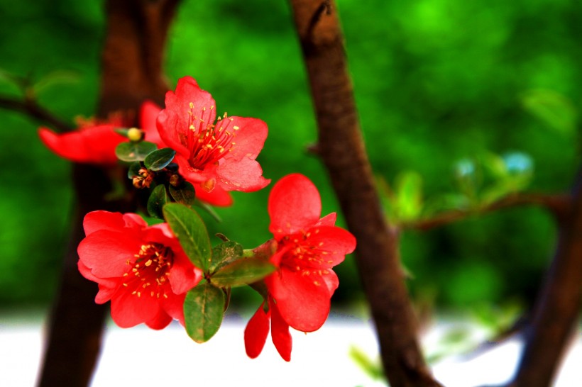 点击大图看下一张：鲜艳美丽的贴梗海棠花卉图片