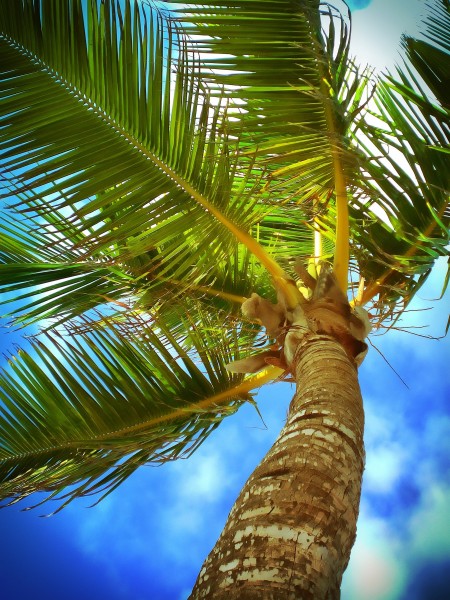 点击大图看下一张：挺拔的的椰树图片