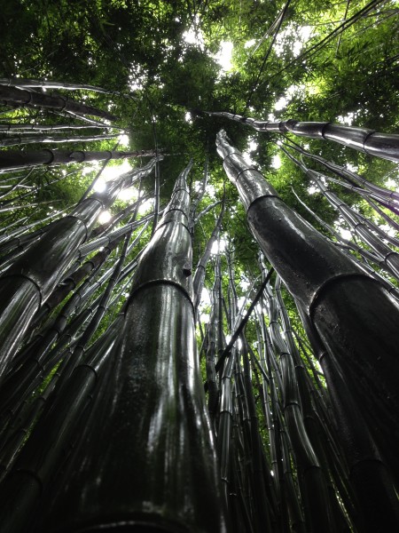 点击大图看下一张：挺拔的竹子图片