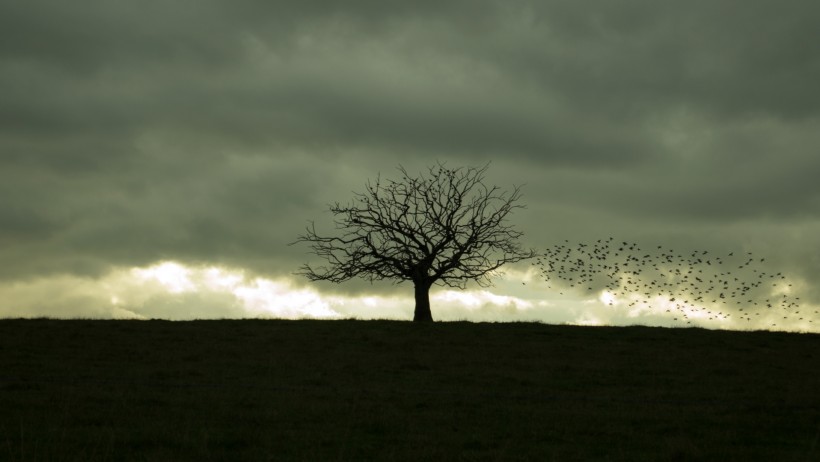 点击大图看下一张：一棵孤单的树图片