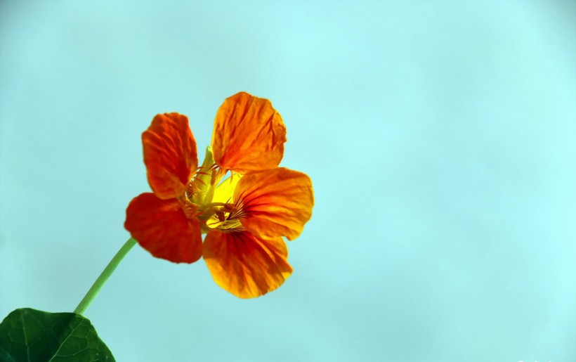 点击大图看下一张：旱金莲花卉图片