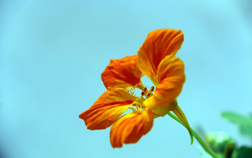 点击大图看下一张：旱金莲花卉图片