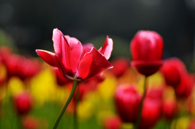 点击大图看下一张：郁金香花卉图片