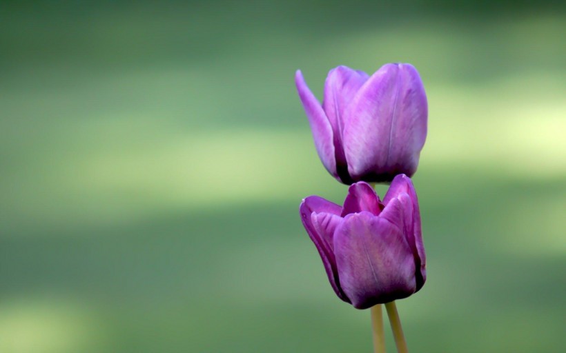 点击大图看下一张：紫色郁金香图片