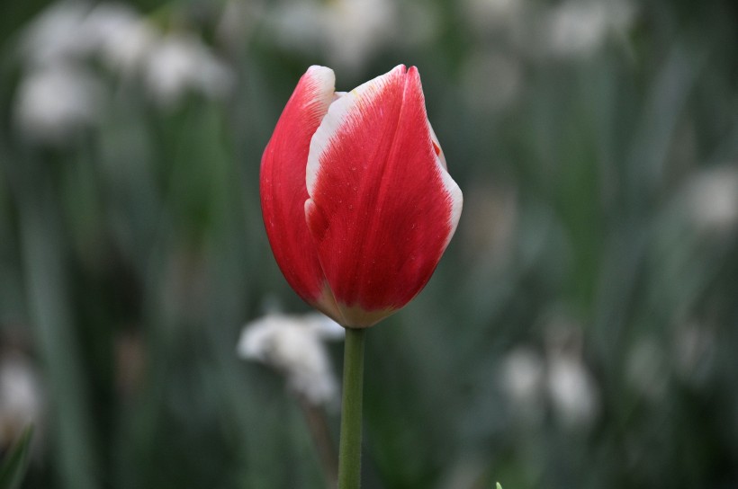 点击大图看下一张：高雅郁金香花卉图片