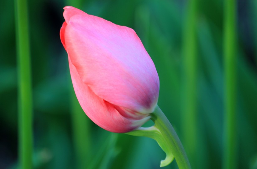 点击大图看下一张：色彩鲜艳的郁金香花卉图片