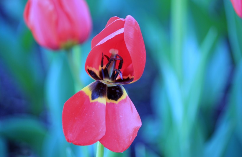 点击大图看下一张：色彩鲜艳的郁金香花卉图片
