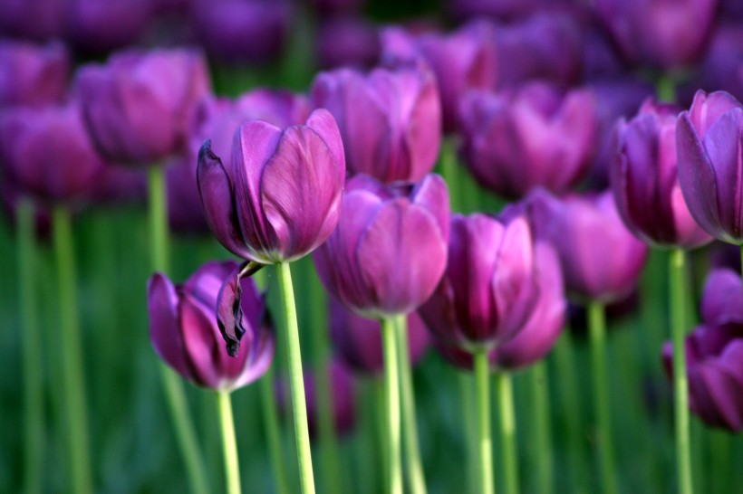 点击大图看下一张：紫色郁金香图片