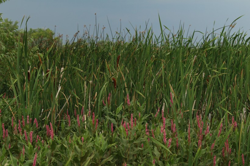 点击大图看下一张：沼泽的香蒲图片