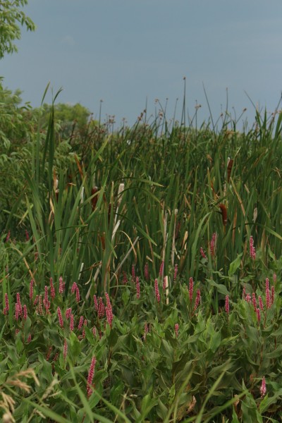 点击大图看下一张：沼泽的香蒲图片