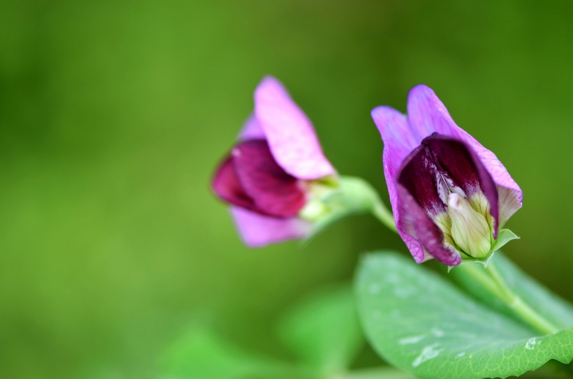 点击大图看下一张：紫色的豌豆花图片