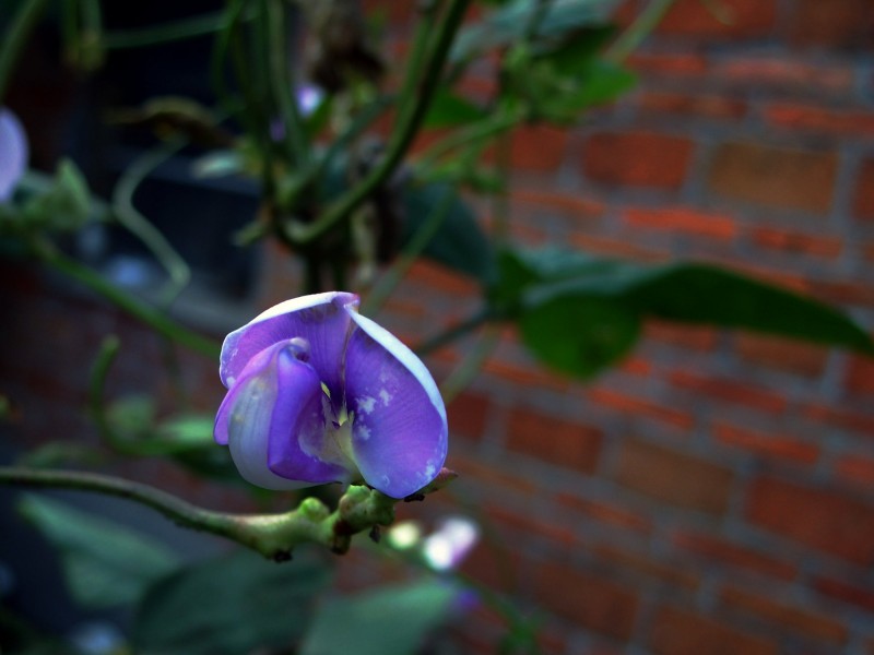 点击大图看下一张：紫色豌豆花图片