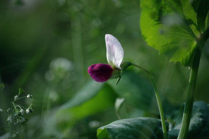 点击大图看下一张：豌豆花图片