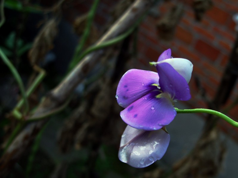 点击大图看下一张：紫色豌豆花图片