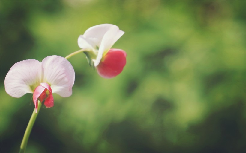 点击大图看下一张：豌豆角花朵图片