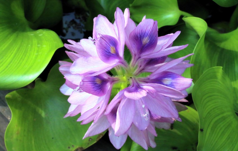 点击大图看下一张：紫色水葫芦图片