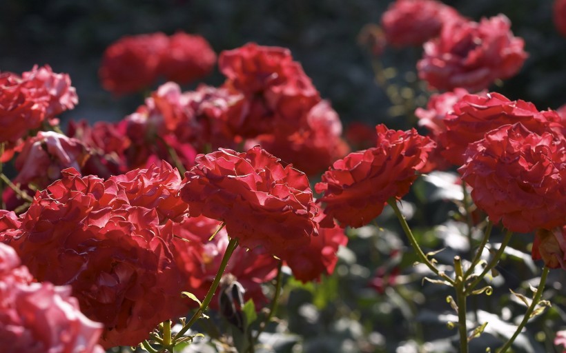 点击大图看下一张：唯美的蔷薇花图片