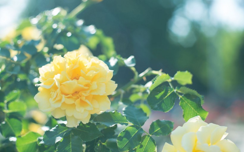 点击大图看下一张：唯美的蔷薇花图片
