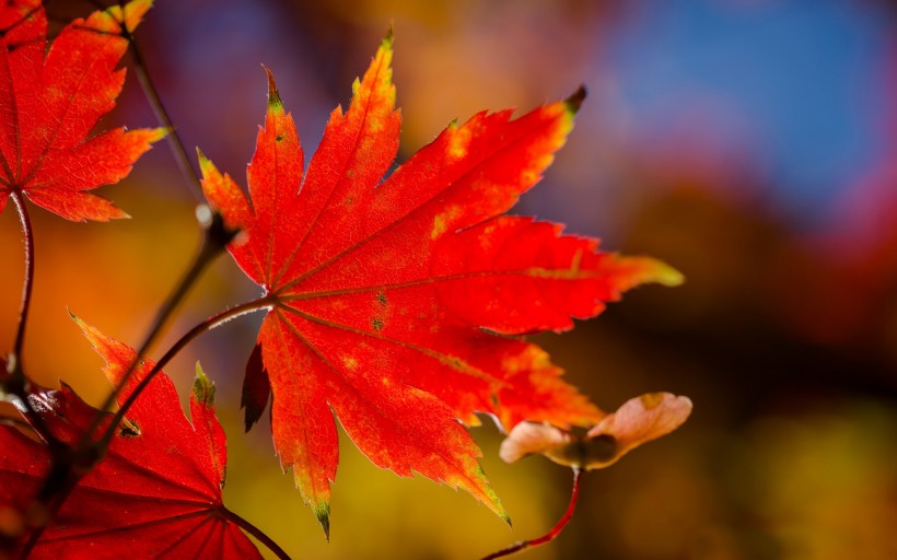 点击大图看下一张：唯美的香山红叶图片