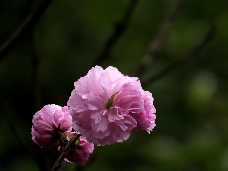 点击大图看下一张：唯美的樱花图片
